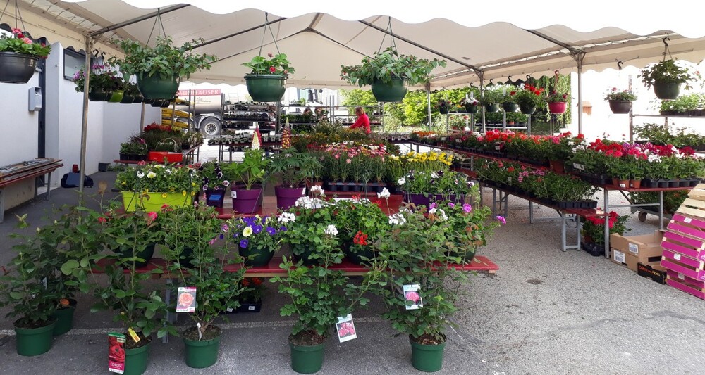 Vente fleurs légumes Massingy