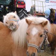 Annulation de la foire agricole de Rumilly