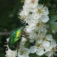Balade découverte des plantes aux Jardins de Lornay