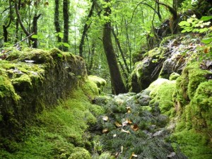 Trop-plein de la source de La Diau à Moye (74) - Crédits JD