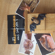 Les chauves-souris sont-elles vraiment chauves ?