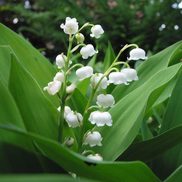 Le Jardin M’a Dit, du muguet pour le 1er mai