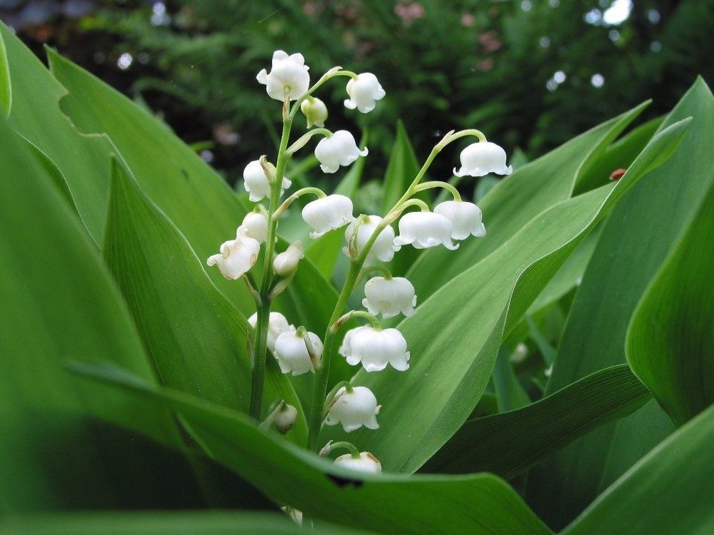 Muguet 1er mai Rumilly
